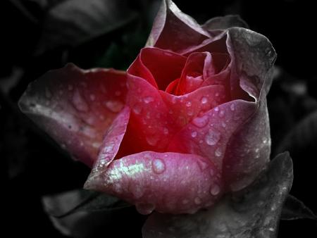 Rose en larmes...