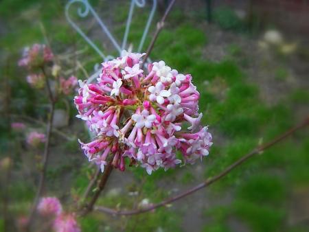 Floraison....