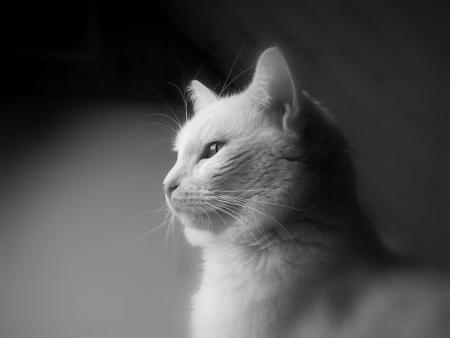 marie pleine de grace...
